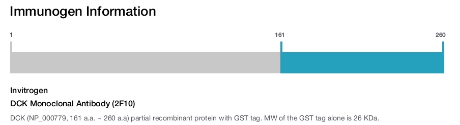 DCK Monoclonal Antibody (2F10)