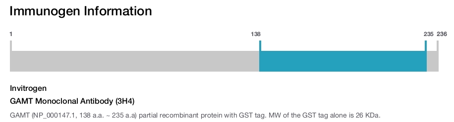 GAMT Monoclonal Antibody (3H4)