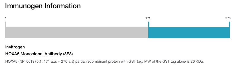 HOXA5 Monoclonal Antibody (3E8)