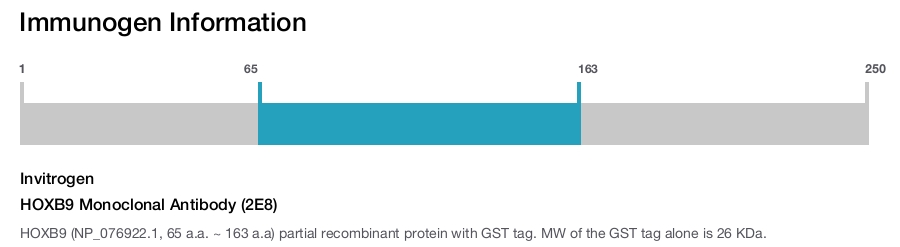 HOXB9 Monoclonal Antibody (2E8)