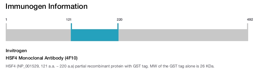 HSF4 Monoclonal Antibody (4F10)