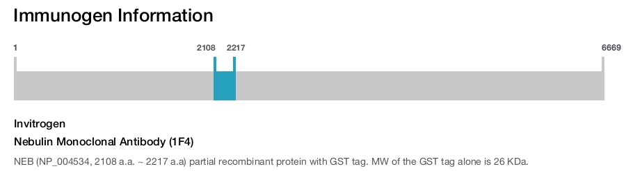 Nebulin Monoclonal Antibody (1F4)