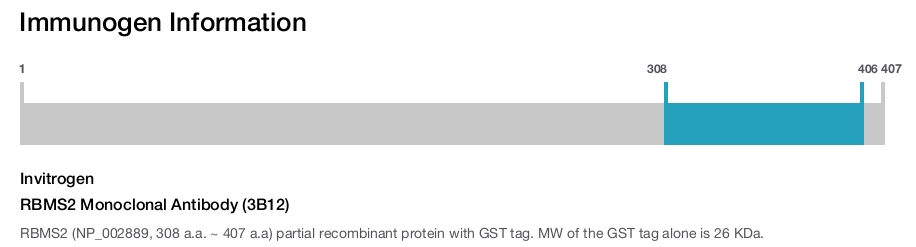 RBMS2 Monoclonal Antibody (3B12)