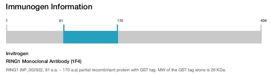RING1 Monoclonal Antibody (1F4)