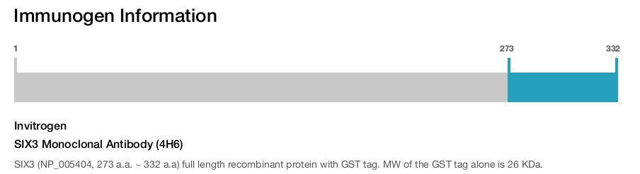 SIX3 Monoclonal Antibody (4H6)