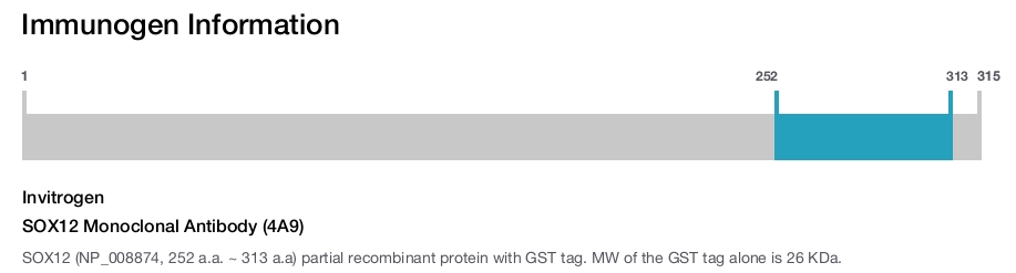 SOX12 Monoclonal Antibody (4A9)