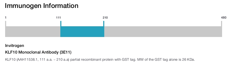 KLF10 Monoclonal Antibody (3E11)