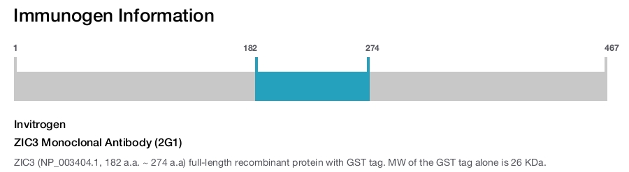 ZIC3 Monoclonal Antibody (2G1)