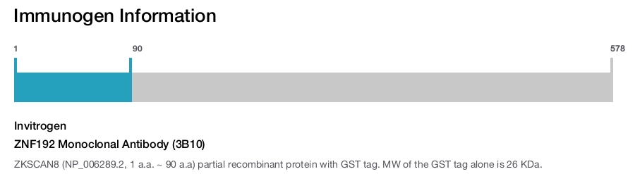 ZNF192 Monoclonal Antibody (3B10)