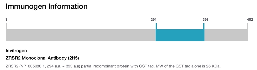 ZRSR2 Monoclonal Antibody (2H5)