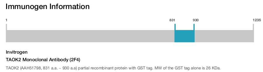 TAOK2 Monoclonal Antibody (2F4)