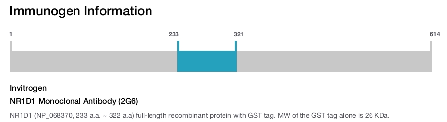 NR1D1 Monoclonal Antibody (2G6)