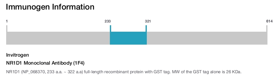 NR1D1 Monoclonal Antibody (1F4)