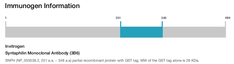 Syntaphilin Monoclonal Antibody (3B6)