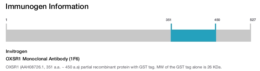 OXSR1 Monoclonal Antibody (1F6)