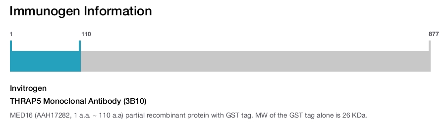 THRAP5 Monoclonal Antibody (3B10)