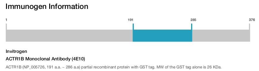 ACTR1B Monoclonal Antibody (4E10)