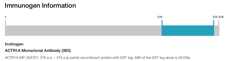 ACTR1A Monoclonal Antibody (3E5)