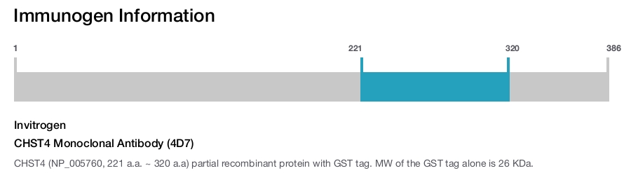 CHST4 Monoclonal Antibody (4D7)