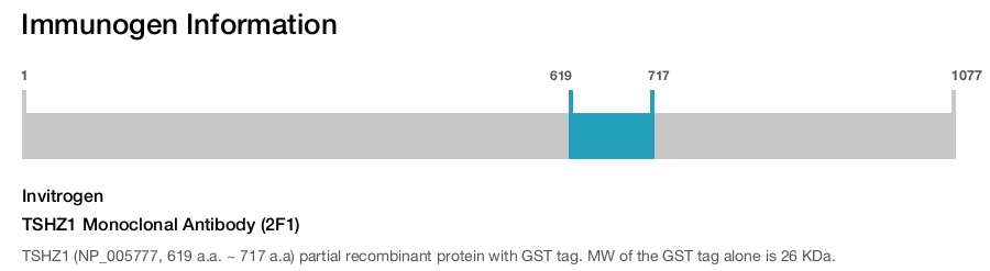 TSHZ1 Monoclonal Antibody (2F1)
