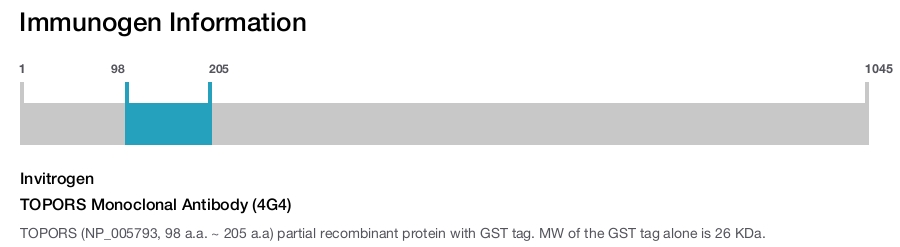 TOPORS Monoclonal Antibody (4G4)