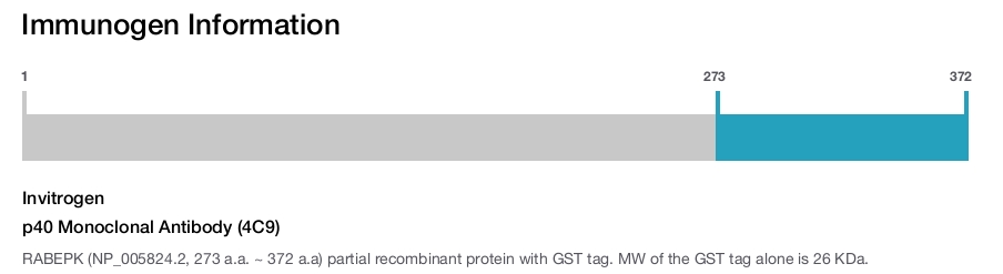 p40 Monoclonal Antibody (4C9)