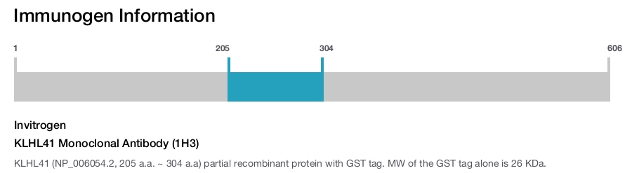 KLHL41 Monoclonal Antibody (1H3)