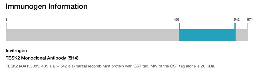 TESK2 Monoclonal Antibody (5H4)