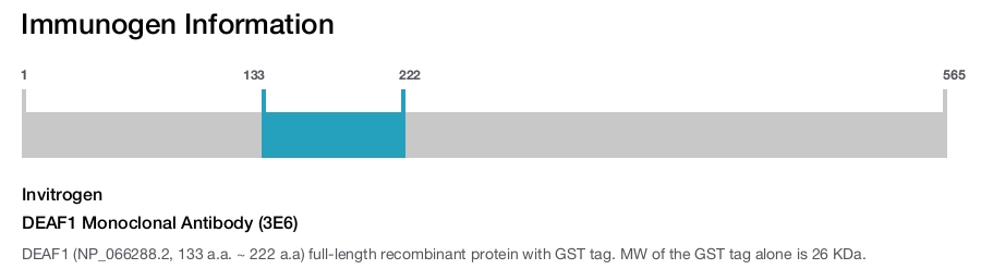 DEAF1 Monoclonal Antibody (3E6)
