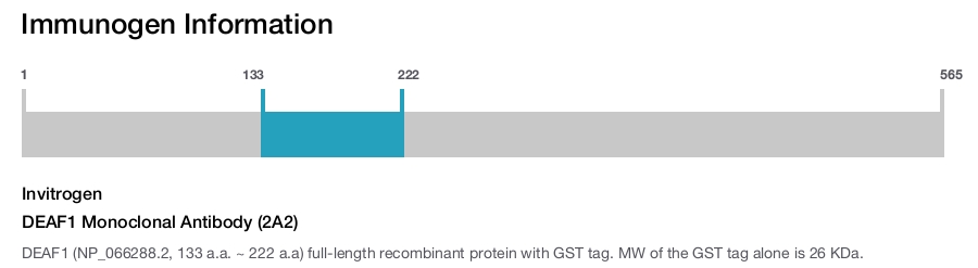 DEAF1 Monoclonal Antibody (2A2)