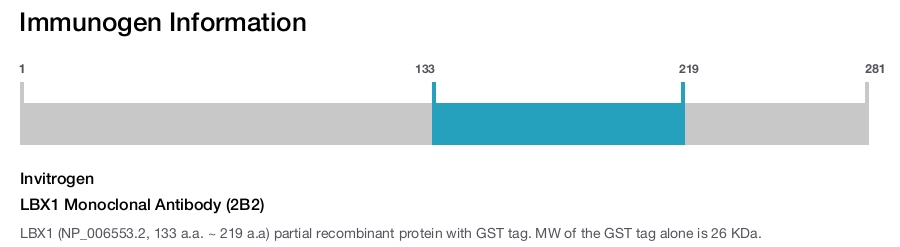 LBX1 Monoclonal Antibody (2B2)