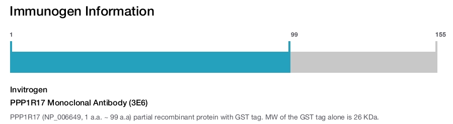 PPP1R17 Monoclonal Antibody (3E6)