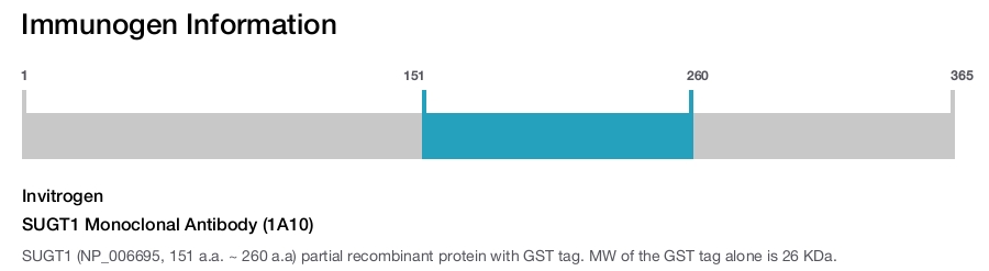 SUGT1 Monoclonal Antibody (1A10)