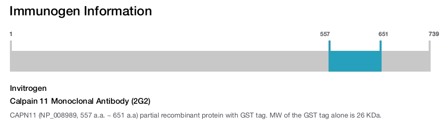 Calpain 11 Monoclonal Antibody (2G2)