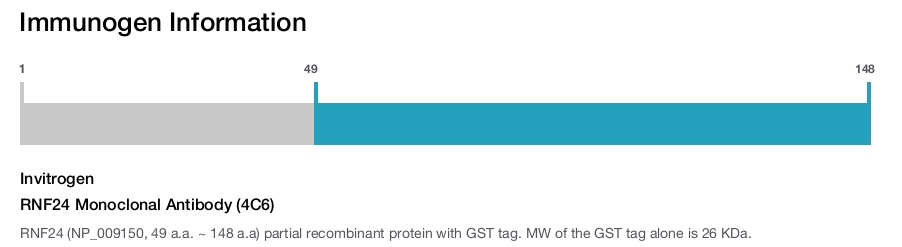 RNF24 Monoclonal Antibody (4C6)