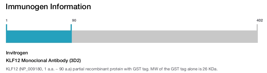 KLF12 Monoclonal Antibody (3D2)