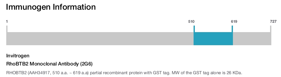 RhoBTB2 Monoclonal Antibody (2G6)