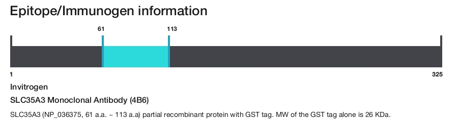 SLC35A3 Monoclonal Antibody (4B6)