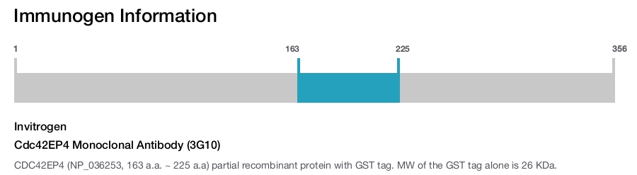 Cdc42EP4 Monoclonal Antibody (3G10)