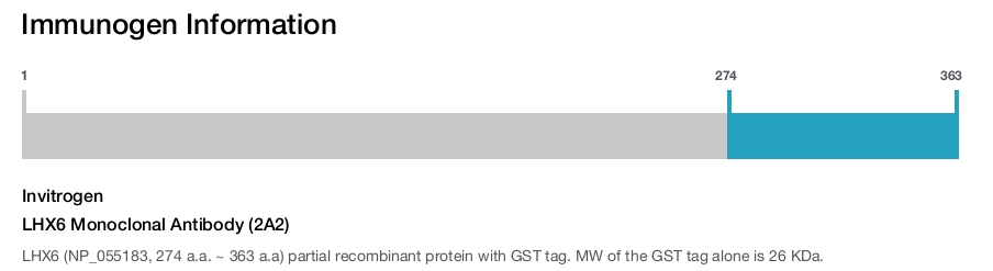 LHX6 Monoclonal Antibody (2A2)
