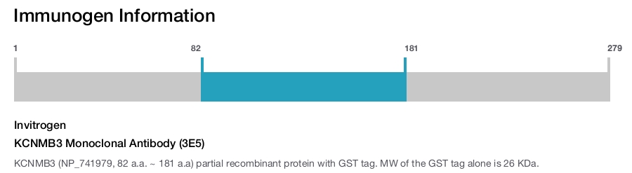 KCNMB3 Monoclonal Antibody (3E5)