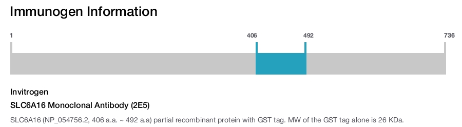 SLC6A16 Monoclonal Antibody (2E5)