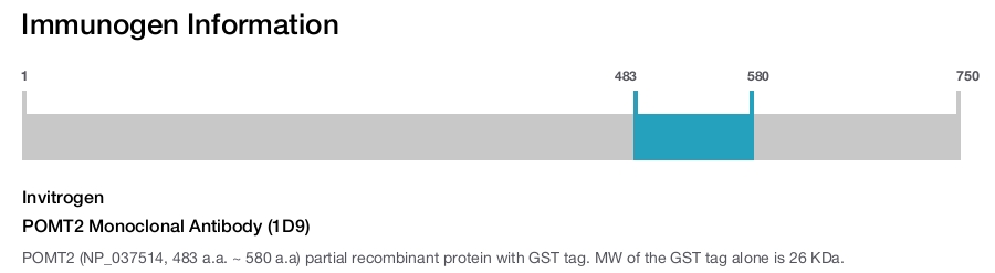 POMT2 Monoclonal Antibody (1D9)