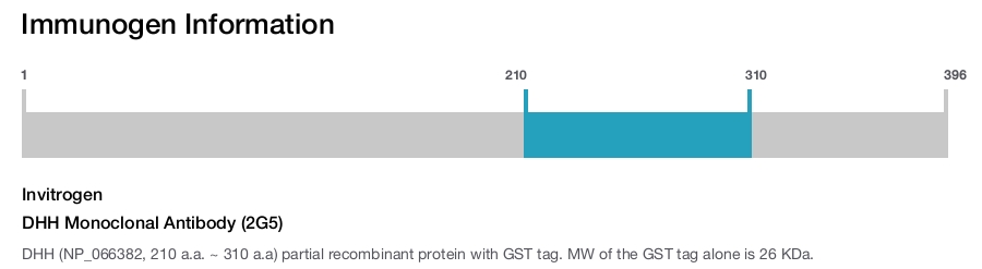 DHH Monoclonal Antibody (2G5)
