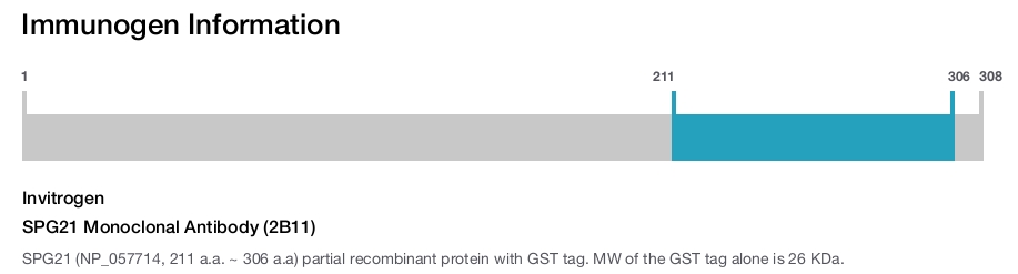 SPG21 Monoclonal Antibody (2B11)