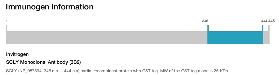 SCLY Monoclonal Antibody (3B2)