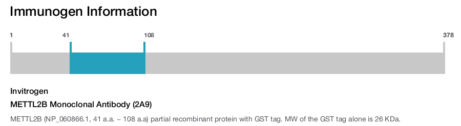 METTL2B Monoclonal Antibody (2A9)