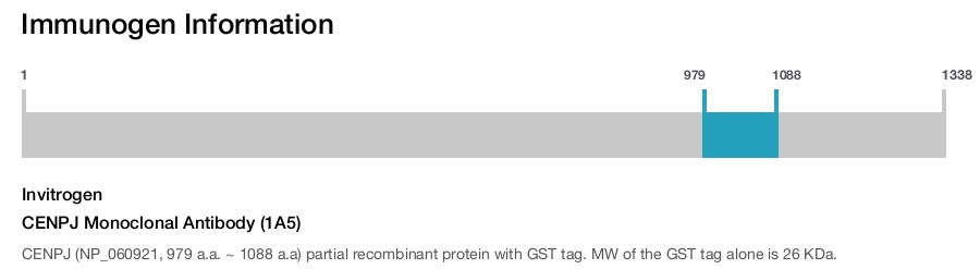CENPJ Monoclonal Antibody (1A5)