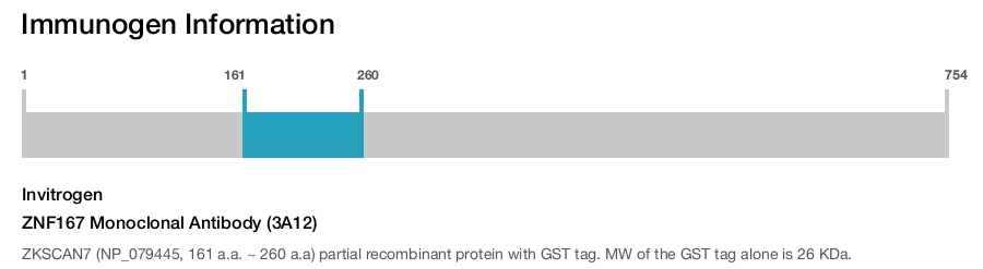 ZNF167 Monoclonal Antibody (3A12)