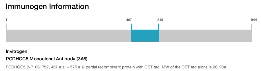 PCDHGC5 Monoclonal Antibody (3A6)